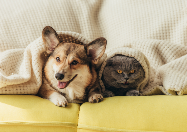 Pet-Safe and Earth-Friendly: Join Happy Human in Creating a Healthy Environment for Your Pets